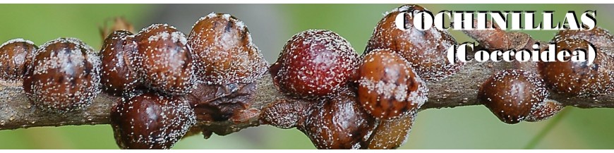COCHINILLAS (Coccoidea)