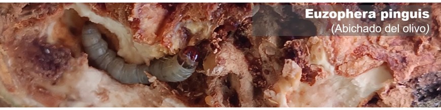 EUZOPHERA PINGUIS (abichado del olivo)