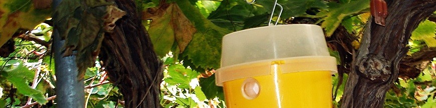 Mosqueros para captura de dípteros plaga