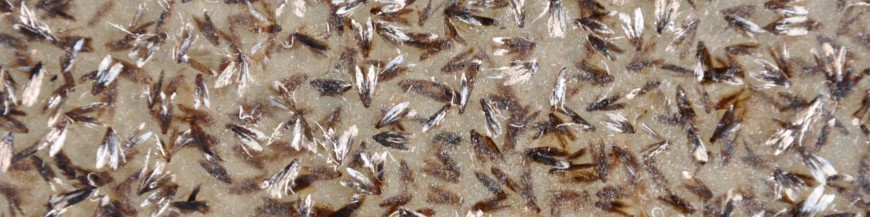 Tuta absoluta