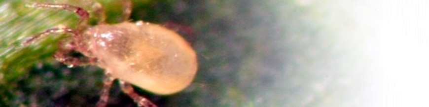 Amblyseius andersoni