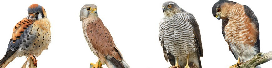 Cajas nido para rapaces diurnas