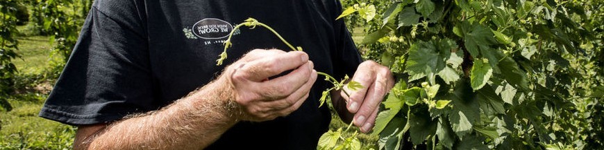 Control biologico de plagas agricolas