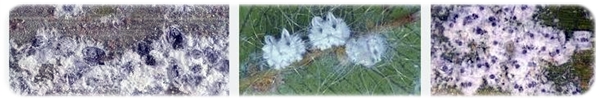 Aleurotrachelus atratus