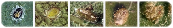 Aleurotrachelus globulariae