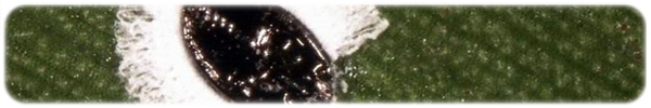 Aleutotulus nephrolepidis