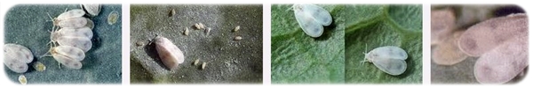 Aleyrodes proletella