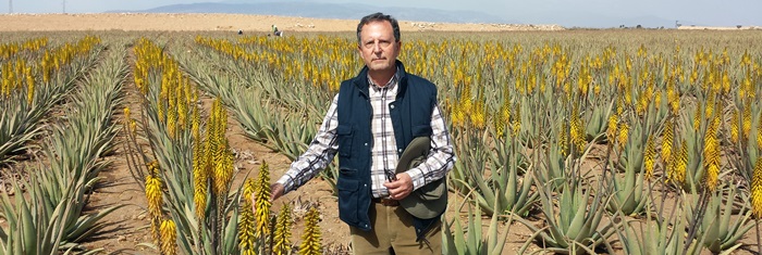 Finca de Aloe vera ecológico