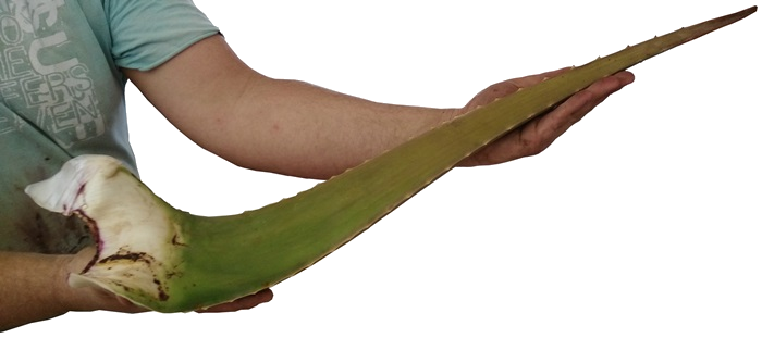 venta de aloe vera hoja fresca