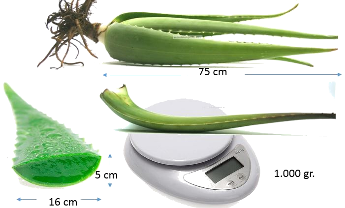 Tamaño ideal de las hojas de aloe vera