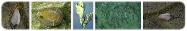 Dialeurodes citri