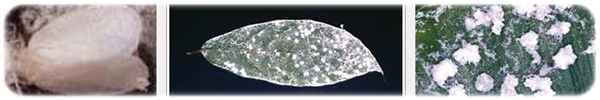 Lecanoideus floccissimus