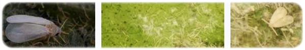 Parabemisia myricae