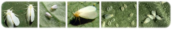 Trialeurodes vaporariorum