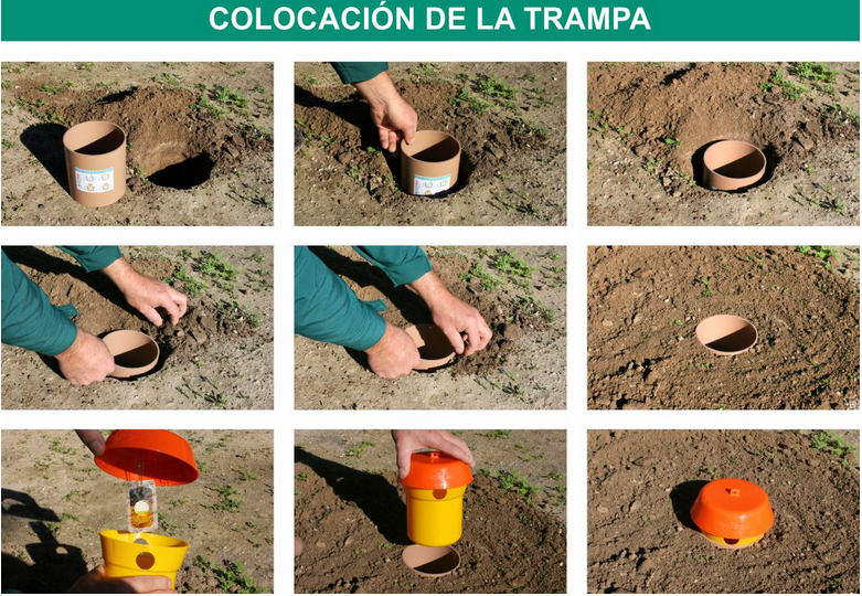 Como colocar una trampa contra cosmopolites