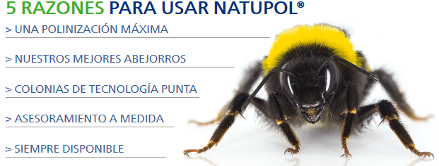 comprar colmena abejorros natupol koppert