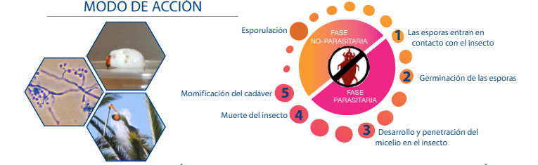 Comprar serenisim beauveria bassiana picudo rojo