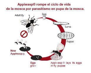 ciclo biologico de la mosca y su parasitoide