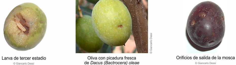 daños producidos por la mosca del olivo