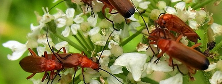 semillas que atraen insectos beneficiosos