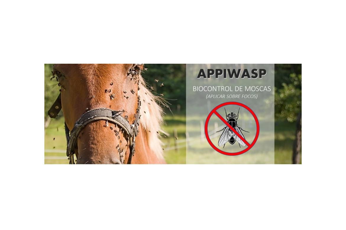 APPIWASP, control natural de moscas