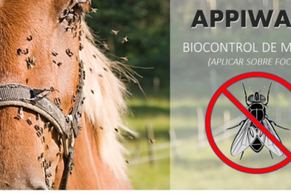 APPIWASP, control natural de moscas