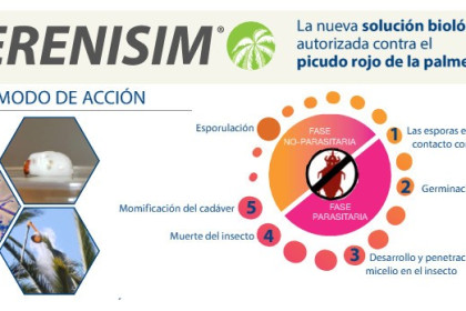Serenisim biocontrol del picudo rojo