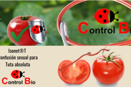 ¿ Porque utilizar los difusores de ISONET T  contra la Tuta?