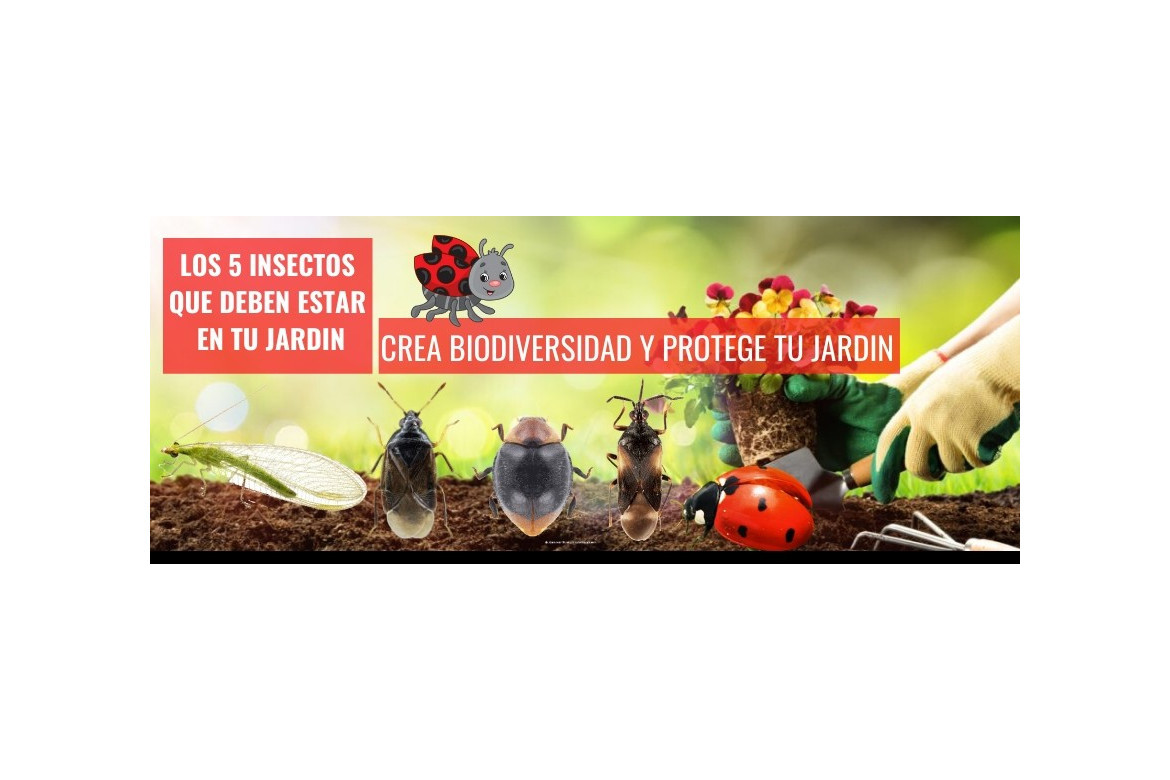 Cinco insectos beneficiosos que debes tener en tu huerto o jardín
