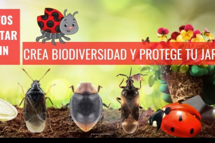 Cinco insectos beneficiosos que debes tener en tu huerto o jardín