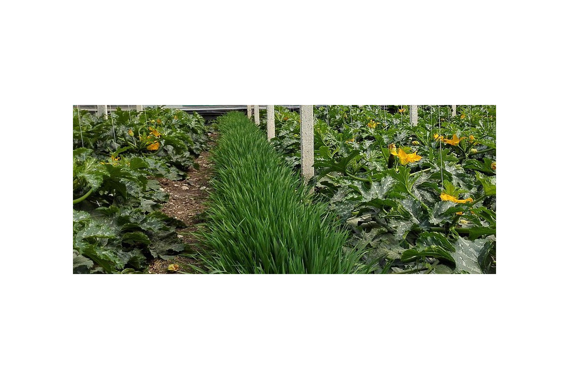 Manejo de las plantas banker
