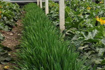 Manejo de las plantas banker