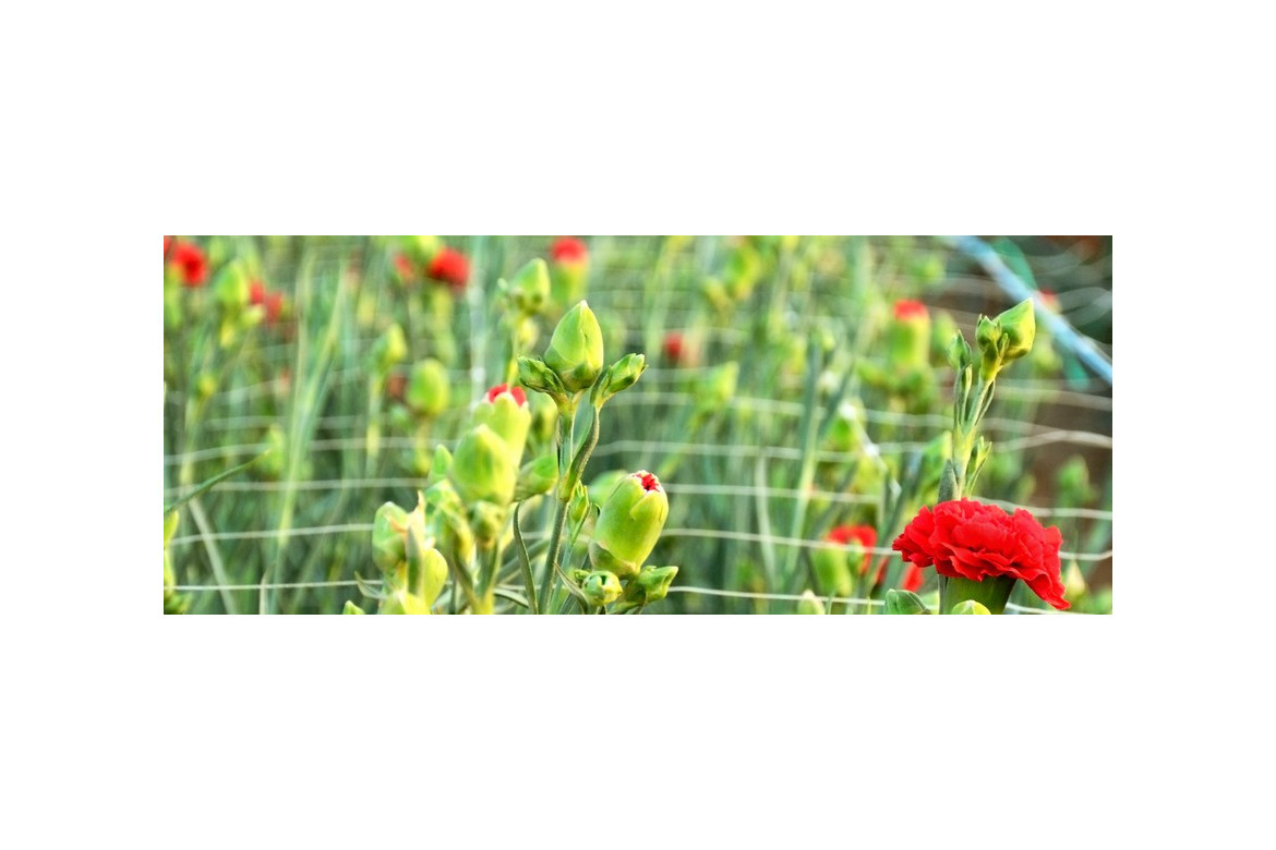 Control biológico en el cultivo del clavel