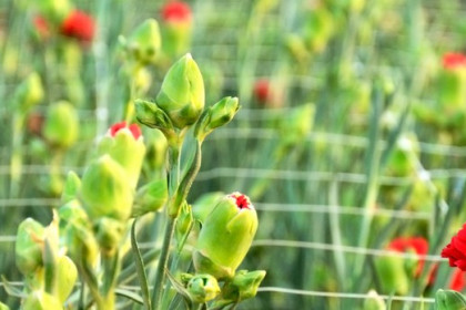 Control biológico en el cultivo del clavel