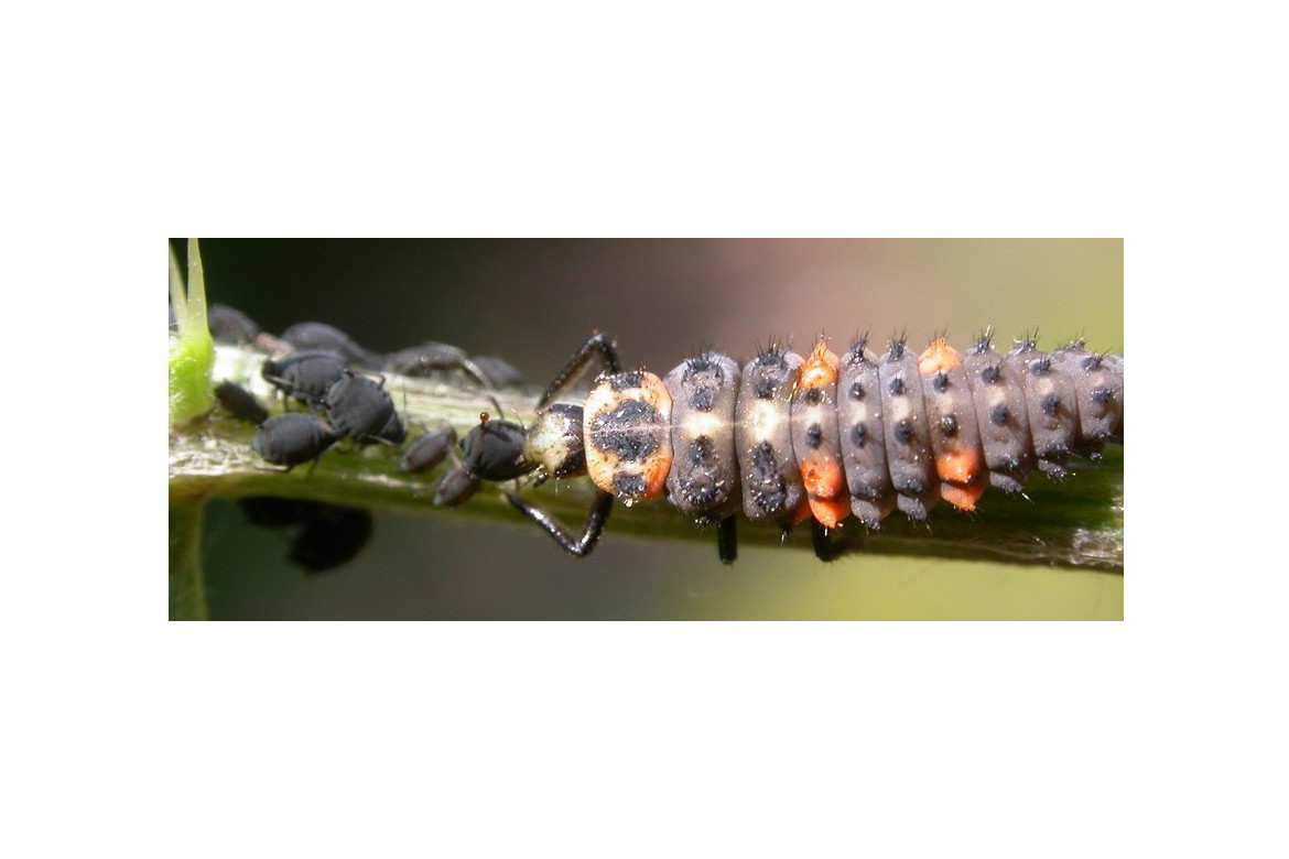 Enemigos naturales del pulgón