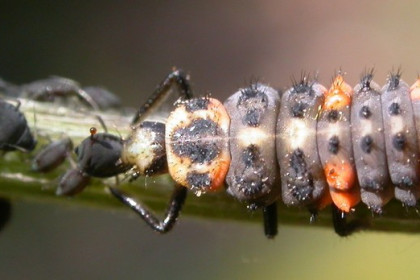 Enemigos naturales del pulgón