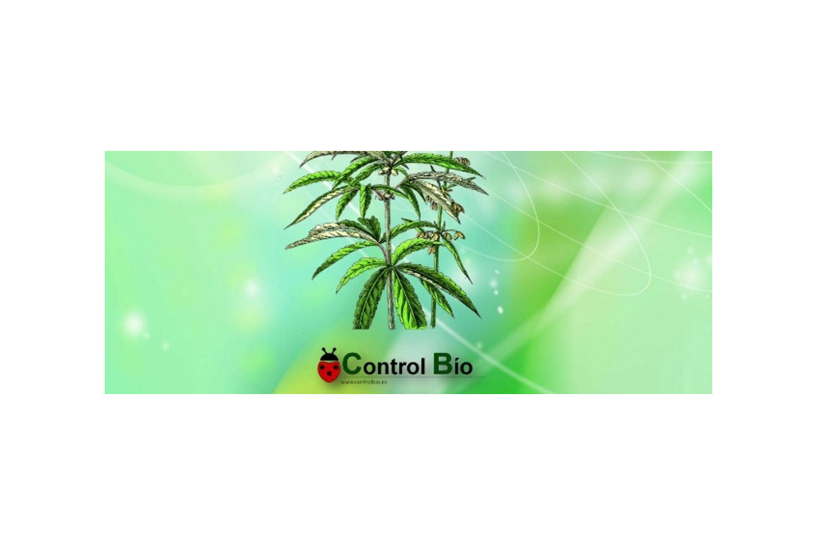 Control biologico de plagas en cannabis. Guía fácil