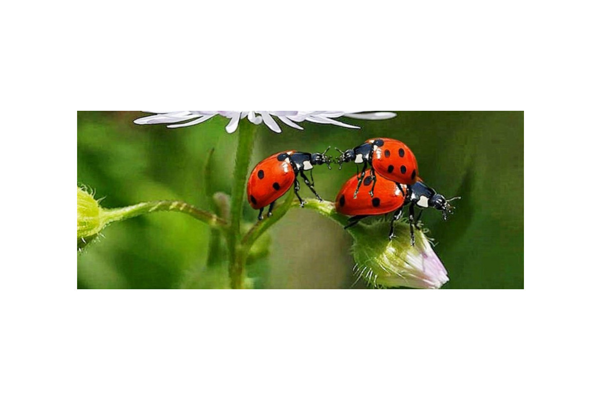 Insectos beneficiosos para el huerto y jardín