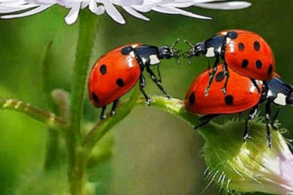Insectos beneficiosos para el huerto y jardín