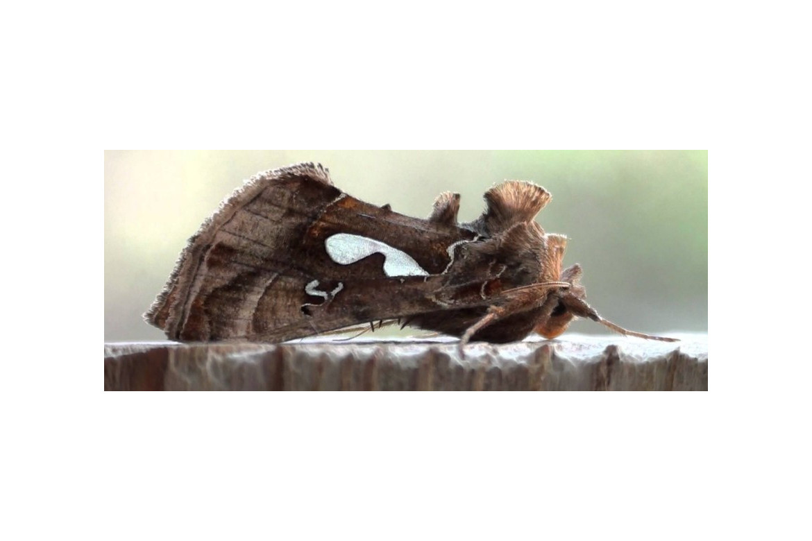 Monitoreo y captura masiva de polillas