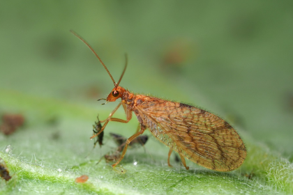 Crisopa parda (Micromus angulatus) nuevo insecto auxiliar contra pulgón
