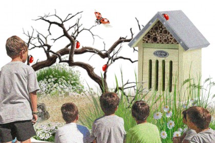 Cómo criar mariquitas en un Insectario didáctico