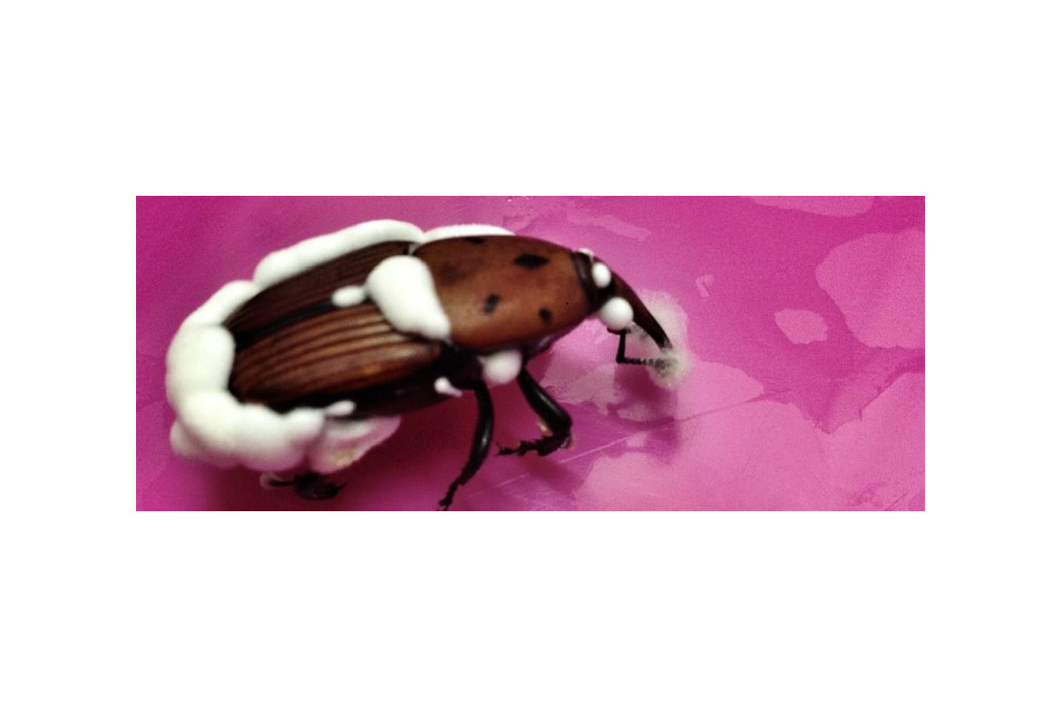Beauveria bassiana, Hongo entomopatógeno contra picudo rojo. Nueva estrategia de control biológico