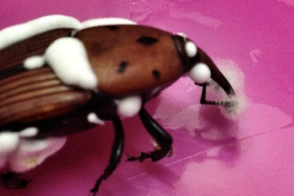 Beauveria bassiana, Hongo entomopatógeno contra picudo rojo. Nueva estrategia de control biológico