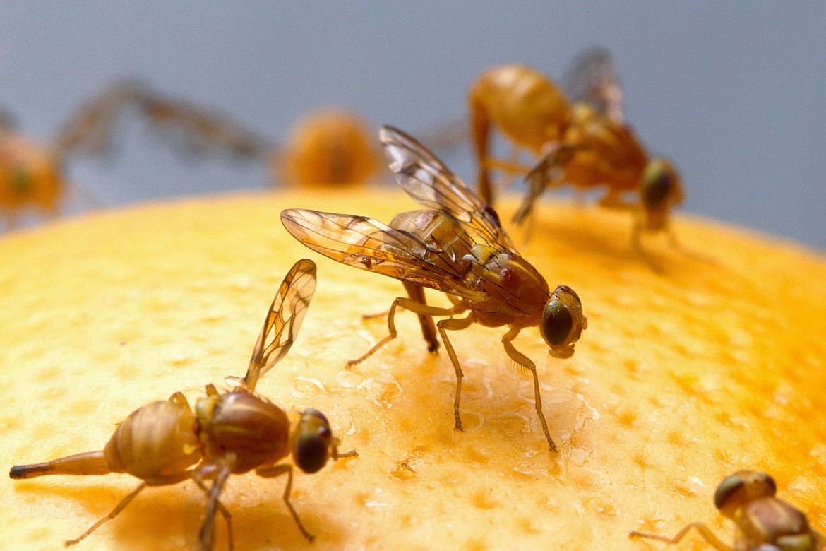 Cómo detectar la llegada de las moscas de la fruta exóticas, la gran amenaza de la hortofruticultura mediterránea.