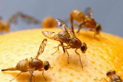 Cómo detectar la llegada de las moscas de la fruta exóticas, la gran amenaza de la hortofruticultura mediterránea.