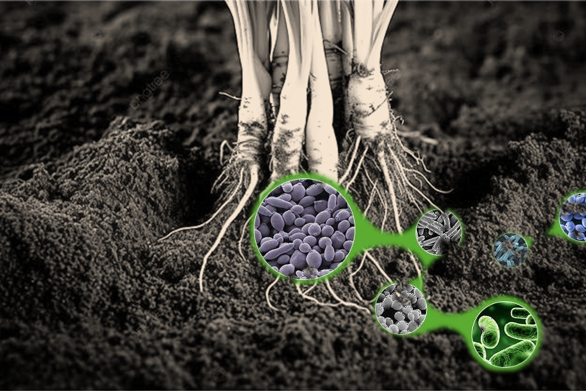 Microorganismos beneficiosos en los suelos cultivados