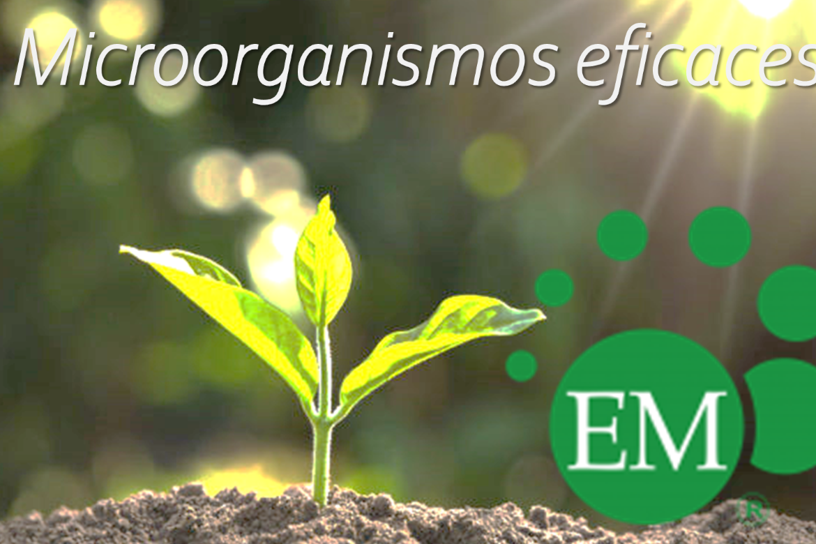 Microorganismos eficaces EM. Usos y beneficios para la agricultura