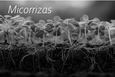 USOS Y BENEFICIOS DE LAS MICORRIZAS EN AGRICULTURA
