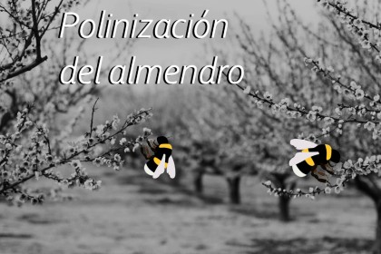 Uso de abejorros polinizadores en cultivo de almendro 